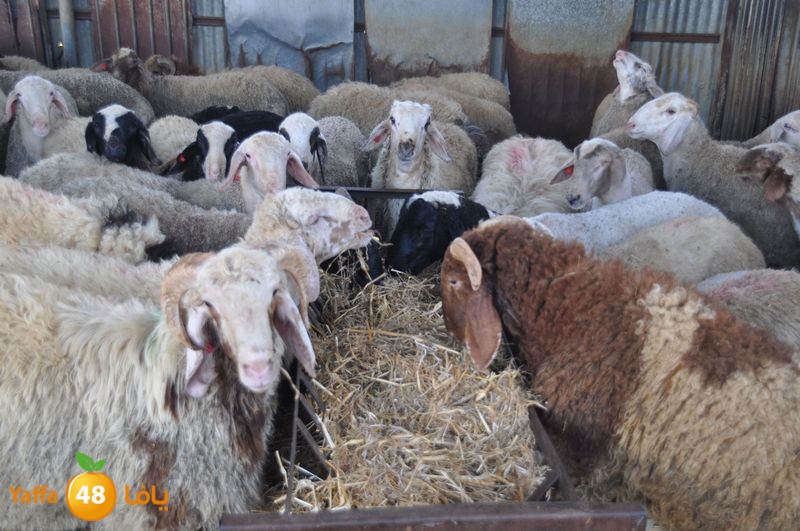 mal7ama lud 929 (10).JPG